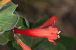 Scarlet beardtongue